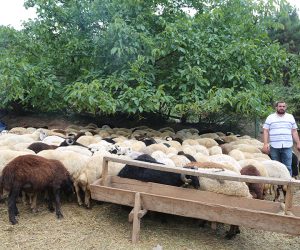 Pendik Çamlık Adak Kurban Satış Yeri