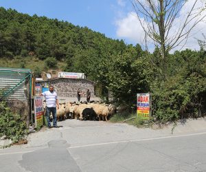 Sultanbeyli Adil Adak Kurban Satış Yeri