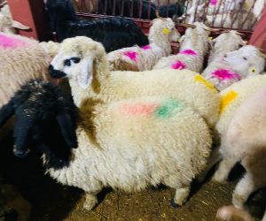 Harem Adaklık Koyun