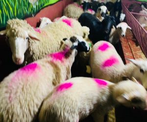 Kadıköy Adaklık Koyun