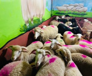 Çamlıca Adaklık Koyun