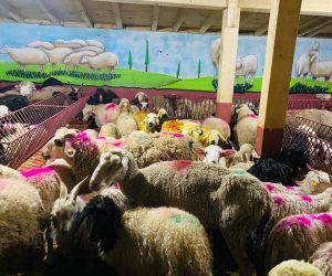 Tuzla Adaklık Koyun