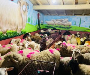 Gülensu Adaklık Koyun